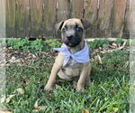 Small #3 American Pit Bull Terrier-Bulldog Mix