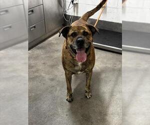 German Shepherd Dog-Unknown Mix Dogs for adoption in Forestville, MD, USA