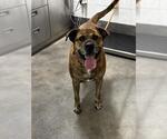 DUKE - Male German Shepherd Dog-Unknown Mix Dog for Adoption - Small photo