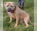 Small #2 American Bulldog-American Staffordshire Terrier Mix