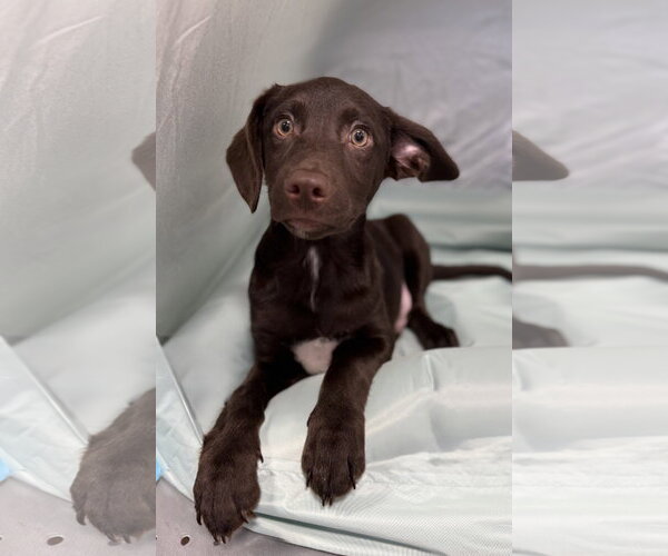 Medium Photo #3 Dachsador Puppy For Sale in Oakhurst, NJ, USA