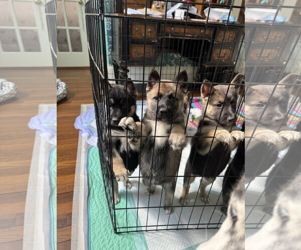 Medium Photo #4 Siberian Husky-Unknown Mix Puppy For Sale in Holly Springs, NC, USA