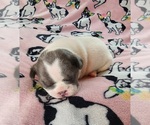 Small Photo #16 French Bulldog Puppy For Sale in SALEM, OR, USA