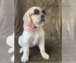 Small Photo #17 Labrador Retriever Puppy For Sale in MURRIETA, CA, USA