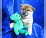 Small Photo #7 Shiba Inu Puppy For Sale in NORWOOD, MO, USA