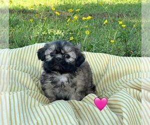 Shih Tzu Puppy for sale in EL CAMPO, TX, USA