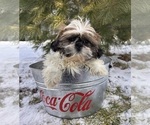 Small #3 Shih Tzu