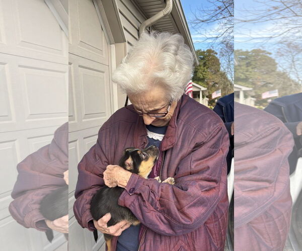 Medium Photo #1 Border Collie-Unknown Mix Puppy For Sale in Garden City, NY, USA