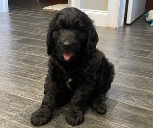 Goldendoodle Puppy for sale in BEULAVILLE, NC, USA