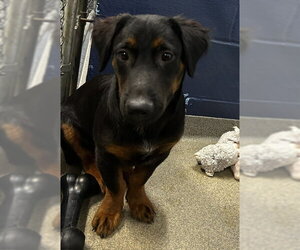 Mutt Dogs for adoption in Sterling, MA, USA