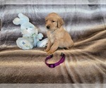 Small #19 Golden Retriever