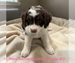 Small #2 Bernedoodle (Miniature)