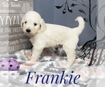 Small Photo #27 Goldendoodle Puppy For Sale in CEDAR GAP, MO, USA