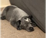 Small #3 Texas Heeler