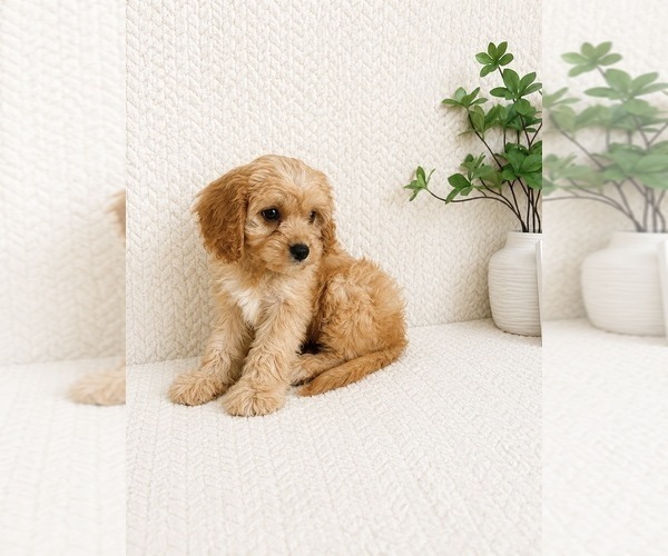 Medium Photo #4 Cavapoo (Miniature) Puppy For Sale in INDIANAPOLIS, IN, USA
