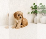 Small #3 Cavapoo (Miniature)