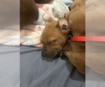 Small Photo #27 Rhodesian Ridgeback Puppy For Sale in RIVERSIDE, CA, USA