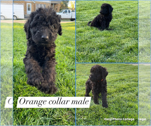 Medium Photo #13 Labradoodle Puppy For Sale in LIBERTY, IL, USA