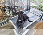 Small #4 Irish Wolfhound Mix