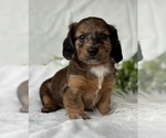 Small #5 Dachshund