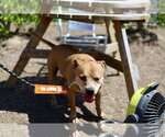 Small #11 Staffordshire Bull Terrier Mix