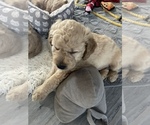 Small Photo #2 Goldendoodle (Miniature) Puppy For Sale in FT LAUDERDALE, FL, USA
