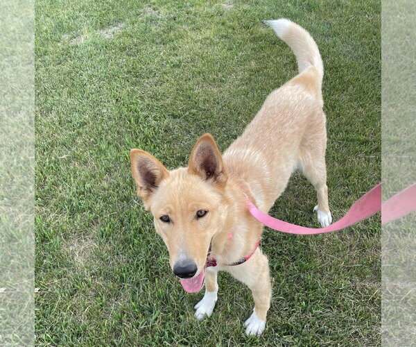 Medium Photo #9 Mutt Puppy For Sale in Fargo, ND, USA