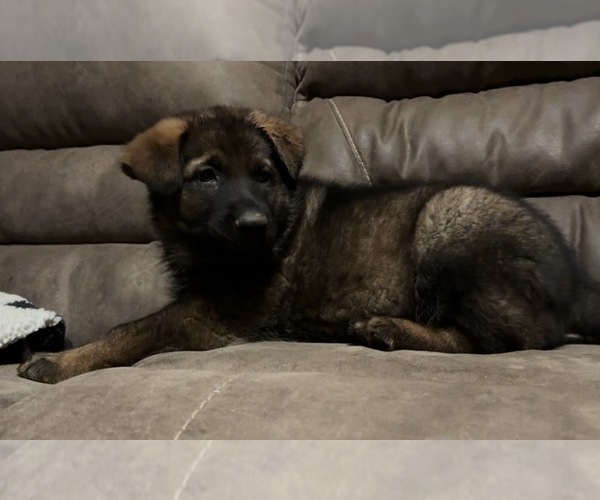 Medium Photo #5 German Shepherd Dog Puppy For Sale in CORNELL, MI, USA