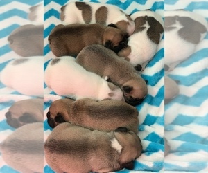 French Bulldog Puppy for sale in CANBY, OR, USA