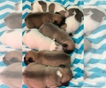Small Photo #1 French Bulldog Puppy For Sale in CANBY, OR, USA