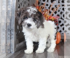 English Springer Spaniel Puppy for sale in MOUNT VERNON, OH, USA
