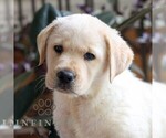 Small #2 Labrador Retriever