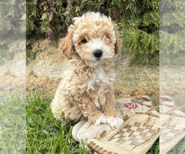 Medium Photo #1 Bichpoo Puppy For Sale in MIDDLEBURY, IN, USA