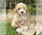 Image preview for Ad Listing. Nickname: Jetta