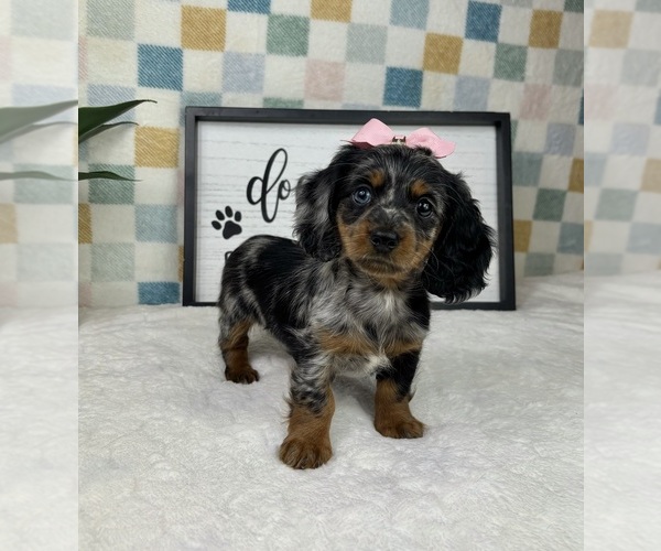 Medium Photo #1 Dachshund Puppy For Sale in FRANKLIN, IN, USA