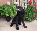 Small Photo #1 Labrador Retriever Puppy For Sale in WESTCLIFFE, CO, USA