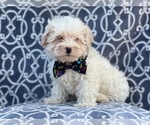 Small Photo #15 Maltipoo Puppy For Sale in LAKELAND, FL, USA
