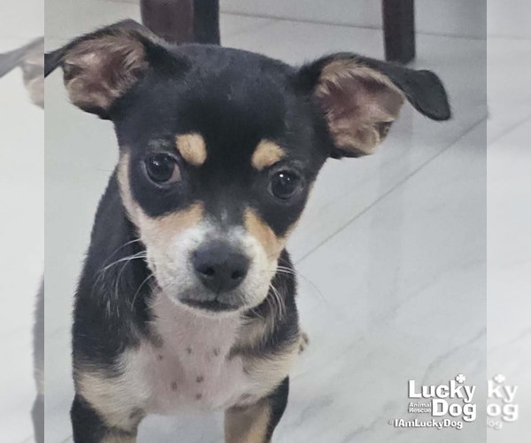 Medium Photo #2 ShiChi Puppy For Sale in Washington, DC, USA