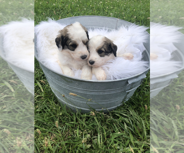 Medium Photo #1 Poodle (Standard)-Pyredoodle Mix Puppy For Sale in TRENTON, GA, USA