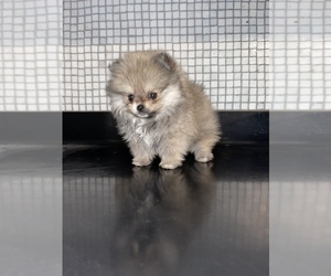 Pomeranian Puppy for sale in HAYWARD, CA, USA