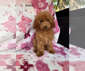 Poodle (Toy) Puppy for Sale in AUBURN, California USA