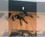 Small Photo #5 American Pit Bull Terrier-Doberman Pinscher Mix Puppy For Sale in HAYESVILLE, NC, USA