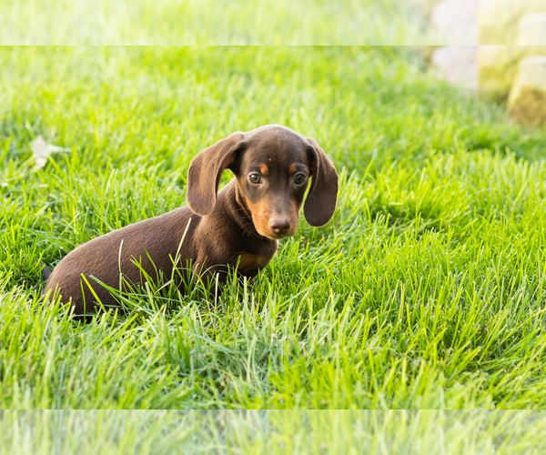 Medium Photo #8 Dachshund Puppy For Sale in MILLERSBURG, IN, USA
