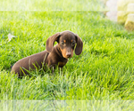 Small #7 Dachshund