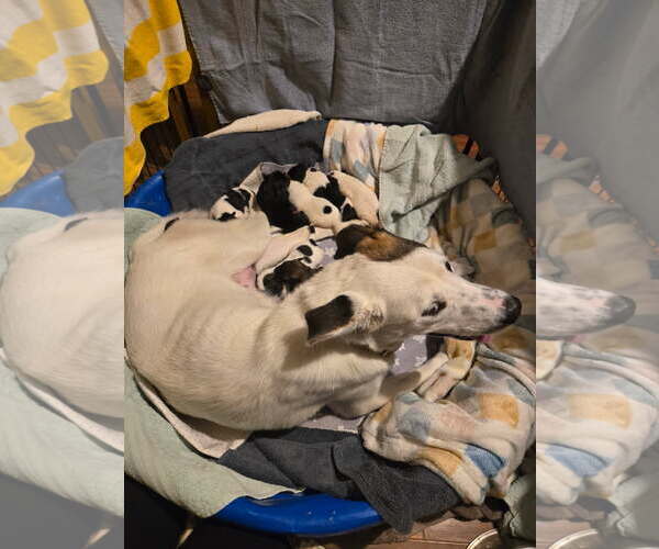 Medium Photo #4 Labrador Retriever-Unknown Mix Puppy For Sale in Garner, NC, USA