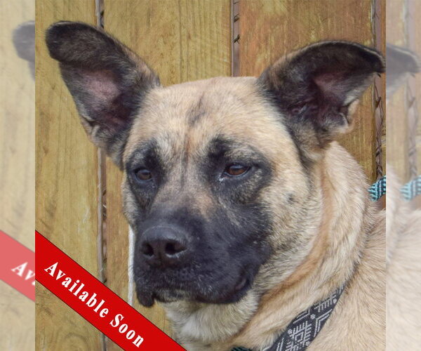 Medium Photo #1 Boxer-German Shepherd Dog Mix Puppy For Sale in Huntley, IL, USA