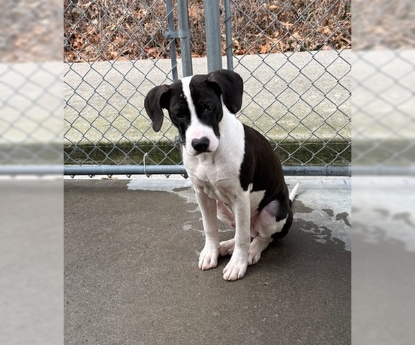 Medium Photo #5 Mutt Puppy For Sale in Elmsford, NY, USA