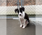 Small #4 Mutt