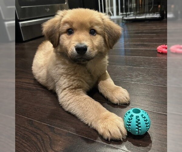 Medium Photo #10 Golden Retriever-Unknown Mix Puppy For Sale in Brooklyn Center, MN, USA