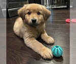 Small #9 Golden Retriever Mix
